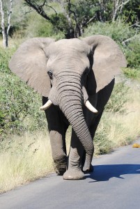 elephant-4250190_1280